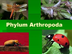 Phylum Arthropoda General Information Phylum Arthropoda Examples Insects