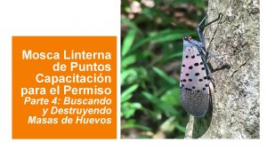 Mosca Linterna de Puntos Capacitacin para el Permiso