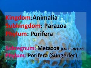 Kingdom Animalia Subkingdom Parazoa Phylum Porifera Subregnum Metazoa