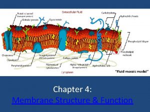 Fluid mosaic model Chapter 4 Membrane Structure Function