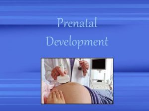 Prenatal Development Zygote Developing baby first two weeks