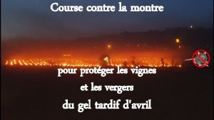 Course contre la montre pour protger les vignes