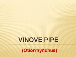VINOVE PIPE Otiorrhynchus VINOVE PIPE 1 2 3