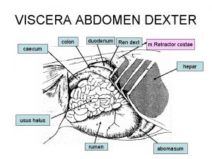 VISCERA ABDOMEN DEXTER colon duodenum Ren dext caecum