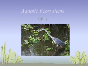 Aquatic Ecosystems Ch 7 Aquatic Ecosystems Temperature sunlight