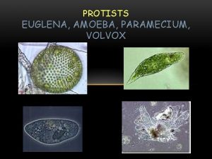 PROTISTS EUGLENA AMOEBA PARAMECIUM VOLVOX WHAT IS A