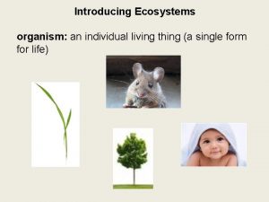 Introducing Ecosystems organism an individual living thing a