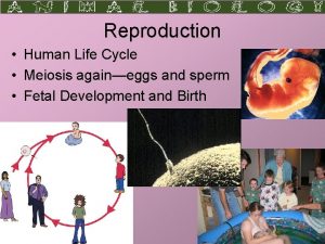 Reproduction Human Life Cycle Meiosis againeggs and sperm