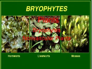 Plants Bryophytes Nonvascular Plants Nonvascular Plants are called