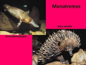 Monotremes Spiny anteater Duckbilled platypus 1 Prototheria monotremes
