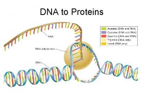 DNA to Proteins RNA RNA is made of