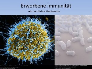 Erworbene Immunitt oder spezifisches Abwehrsystem 1 Anatomische Strukturen
