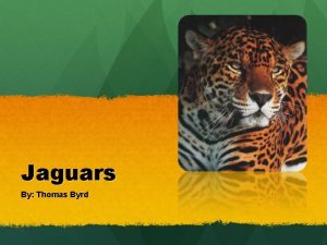 Jaguars By Thomas Byrd What do Jaguars look