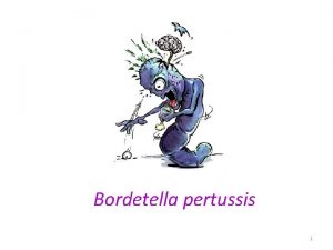 Bordetella pertussis 1 Bordetella pertussis General characteristics q