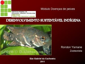 Mdulo Doenas de peixes DESENVOLVIMENTO SUSTENTVEL INDGENA Rondon