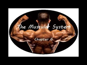 The Muscular System Chapter 6 Muscle Tissues Muscles