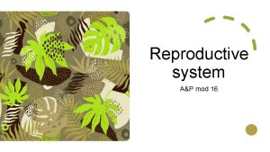 Reproductive system AP mod 16 Reproductiv e system