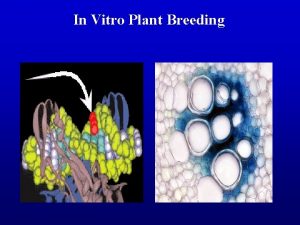 In Vitro Plant Breeding In vitro Culture The