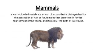 Mammals a warmblooded vertebrate animal of a class