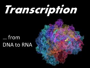 Transcription from DNA to RNA The Central Dogma