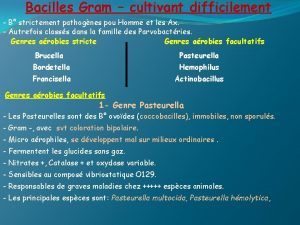 Bacilles Gram cultivant difficilement B strictement pathognes pou