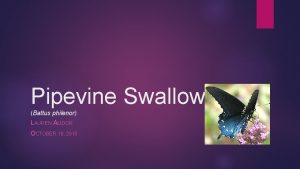 Pipevine Swallowtail Battus philenor LAUREN ALIDOR OCTOBER 18