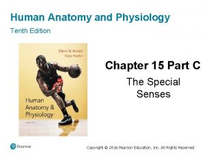 Human Anatomy and Physiology Tenth Edition Chapter 15