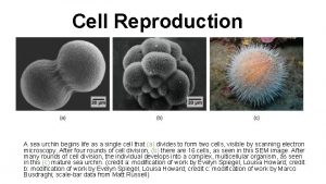 Cell Reproduction A sea urchin begins life as