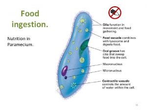 Food ingestion Nutrition in Paramecium 11 Food ingestion