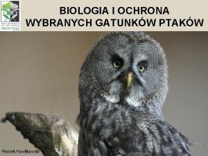 BIOLOGIA I OCHRONA WYBRANYCH GATUNKW PTAKW Piotrek Pawlikowski
