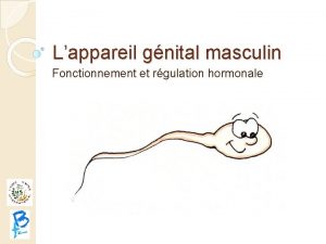 Lappareil gnital masculin Fonctionnement et rgulation hormonale Lappareil