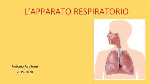 LAPPARATO RESPIRATORIO Antonio Avallone 2019 2020 FUNZIONE linsieme