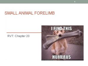 1 SMALL ANIMAL FORELIMB RVT Chapter 20 2