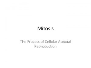 Mitosis The Process of Cellular Asexual Reproduction Asexual