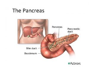 The Pancreas The Pancreas Located near the small