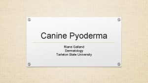 Canine Pyoderma Riane Galland Dermatology Tarleton State University