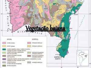 Vegetao baiana Caractersticas Gerais O Estado da Bahia