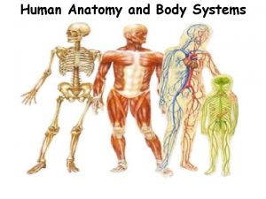 Human Anatomy and Body Systems Levels of Organization