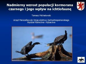 Nadmierny wzrost populacji kormorana czarnego i jego wpyw