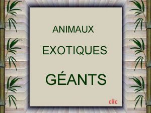 ANIMAUX EXOTIQUES GANTS ESCARGOTS GANTS AFRICAINS LAfrique fait