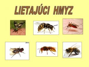 Vela medonosn Apis mellifera je druh z nadeade