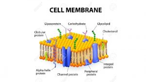 Cell Membrane Diagram Draw a diagram of the