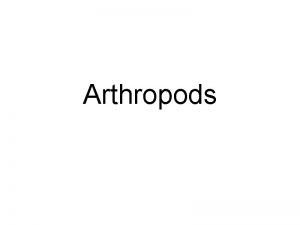 Arthropods Main Characteristics Jointed appendages Segmented body Exoskeleton