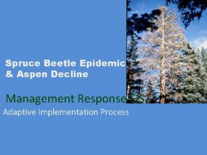 Spruce Beetle Epidemic Aspen Decline Management Response EIS