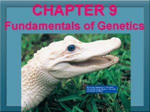 CHAPTER 9 Fundamentals of Genetics Mendels Legacy Genetics