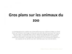 Gros plans sur les animaux du zoo Le