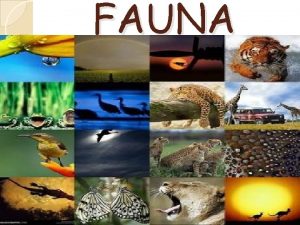 FAUNA Fauna of Africa in its broader sense