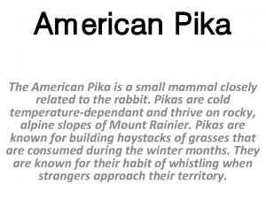 American Pika The American Pika is a small