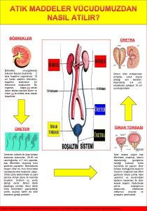 ATIK MADDELER VCUDUMUZDAN NASIL ATILIR BBREKLER RETRA Bbrekler