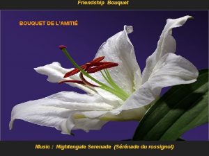 Friendship Bouquet BOUQUET DE LAMITI Music Nightengale Serenade